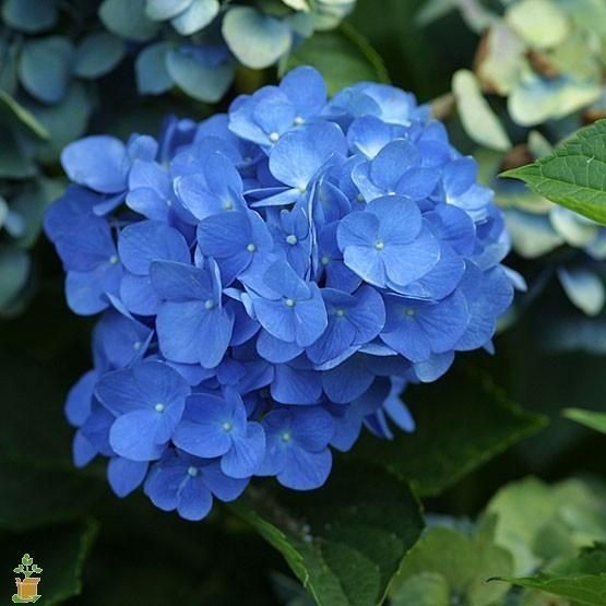 5 Nikko Blue Hydrangea Bare-Root