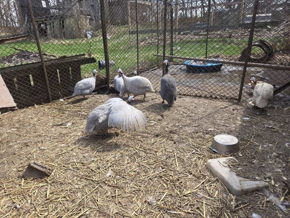 6+ Guinea Fowl Hatching Eggs.