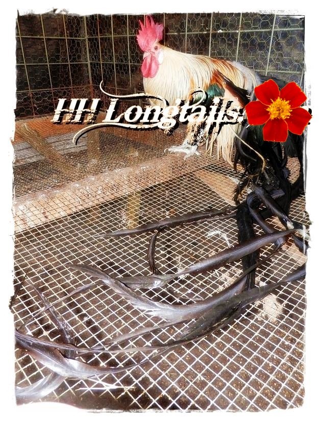 6+ Golden Phoenix longtail Chicken hatching eggs SHOW QUALITY