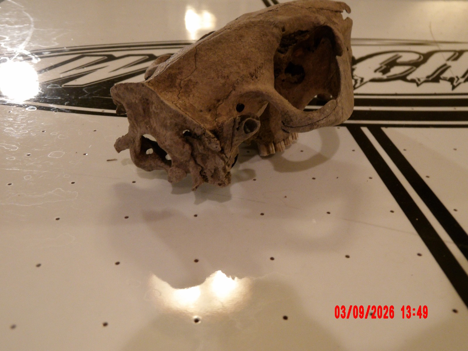 HISTORIC BEAVER SKULL RIVER FIND TEETH BONE JAW SKELETON