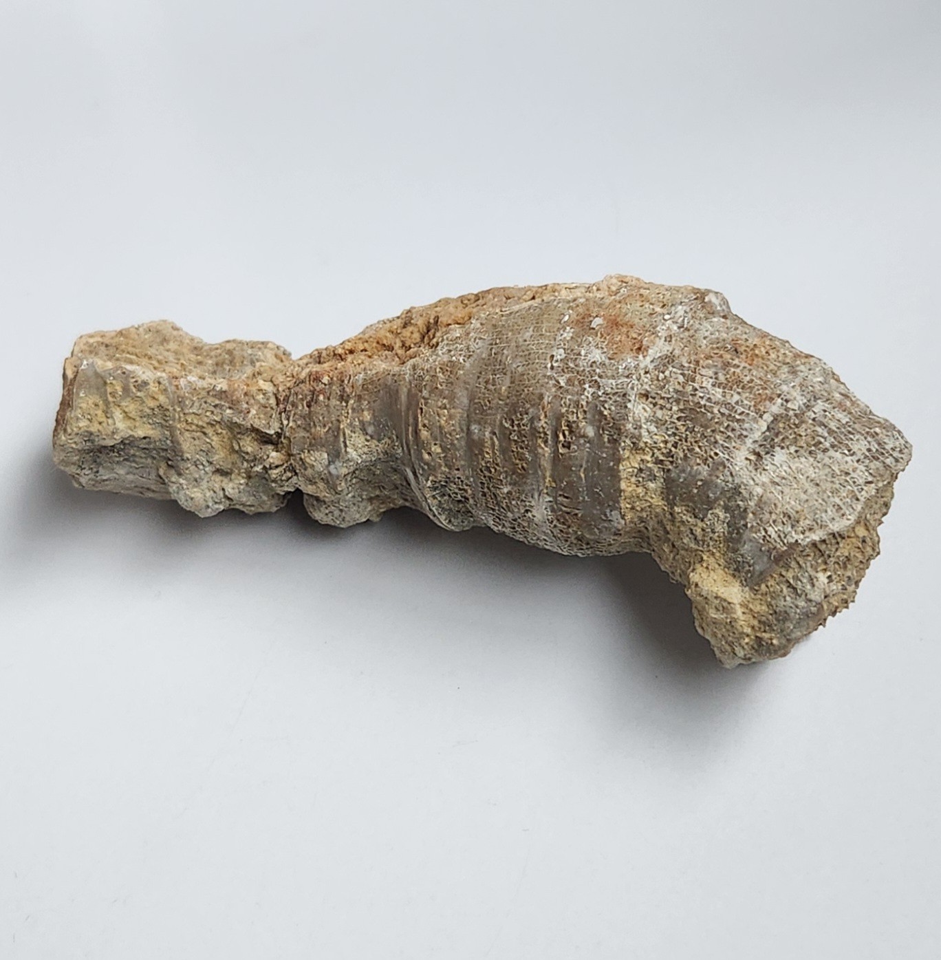 5" 216g Fossil Horned Coral Central Texas Pennsylvanian Display Specimen