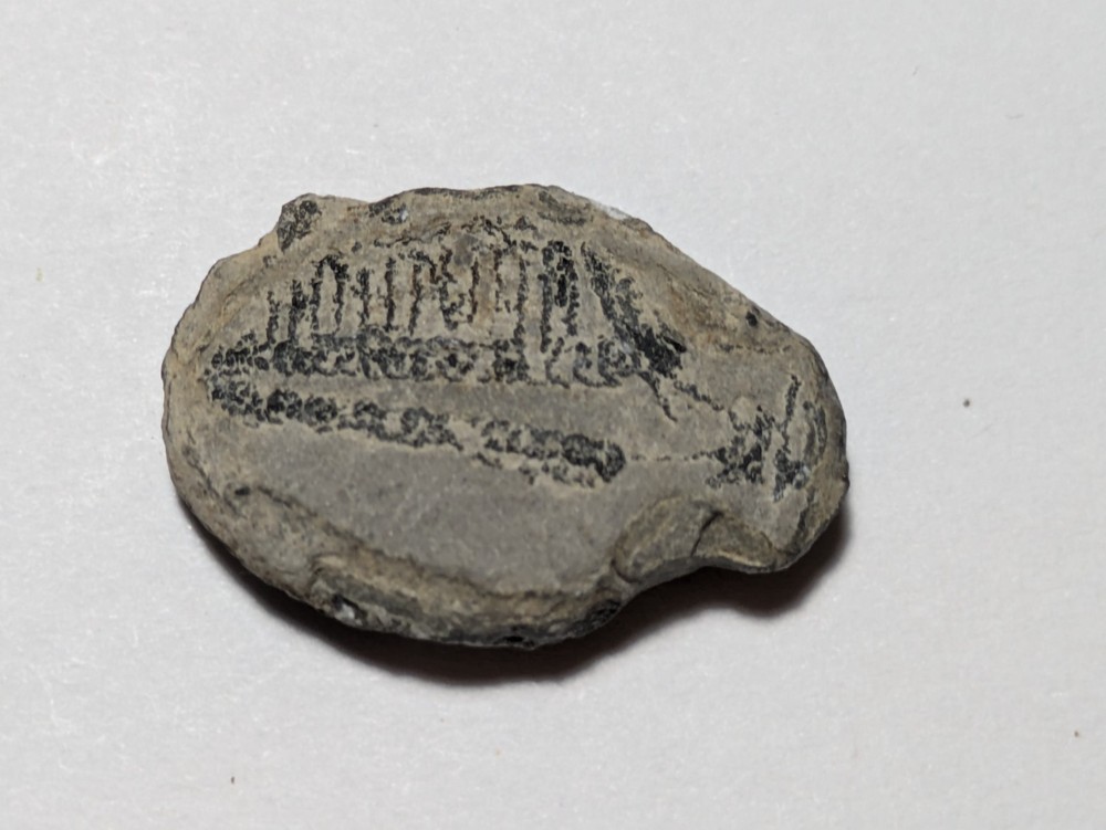 Fossilized Trilobite