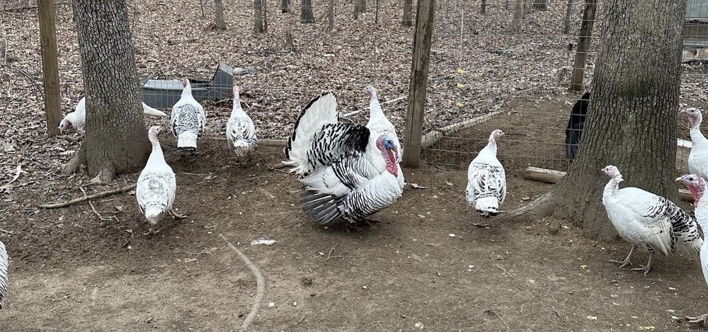 6 Royal Palm Turkey Hatching Eggs