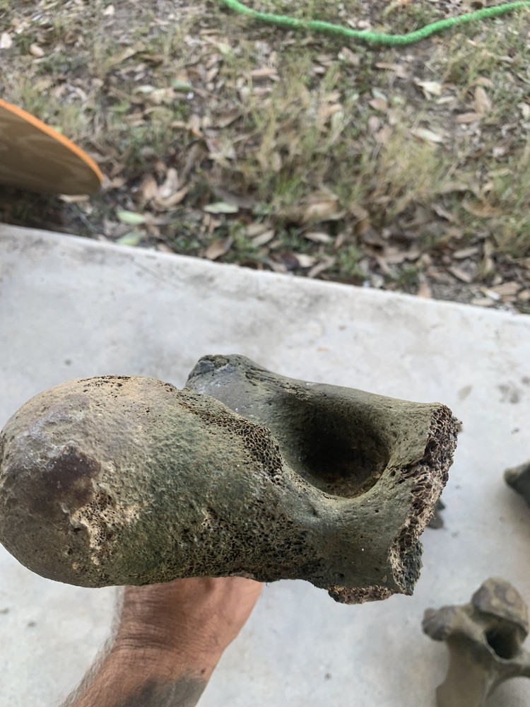 Fossilized Bison Bones