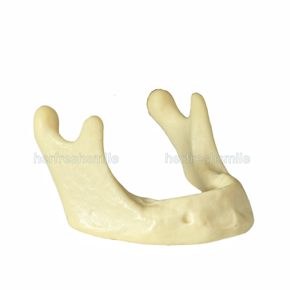 Dental Lower Mandible Jaw Model for Basic Drilling Insertion Practice M2022