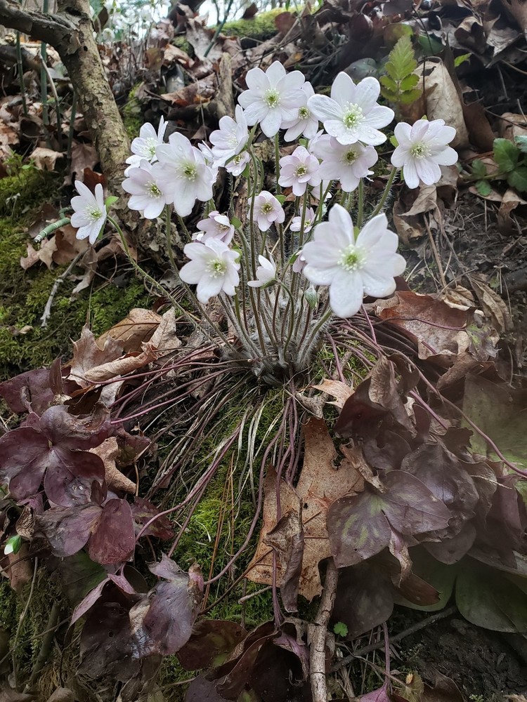 Hepatica (Anemone hepatica) | Bare-root
