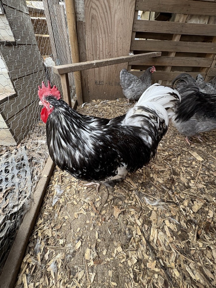 6 Blue Mottled English Orpington Hatching Eggs**