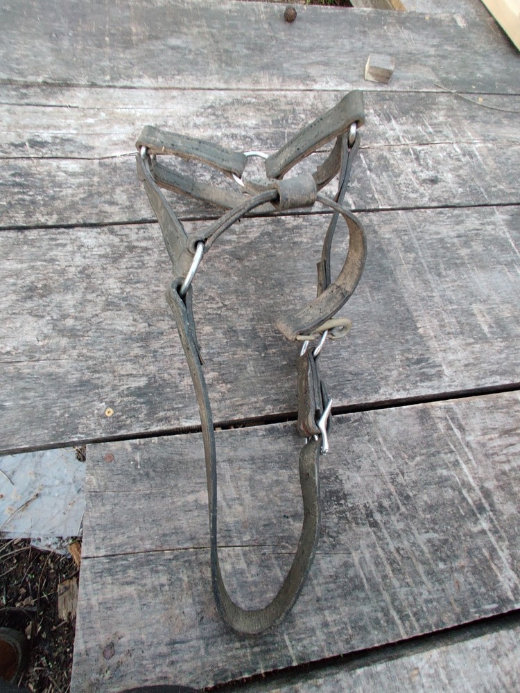 Horse Halter