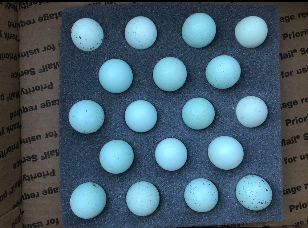 36 Celadon Blue Coturnix Quail Hatching Eggs - 100% BLUE
