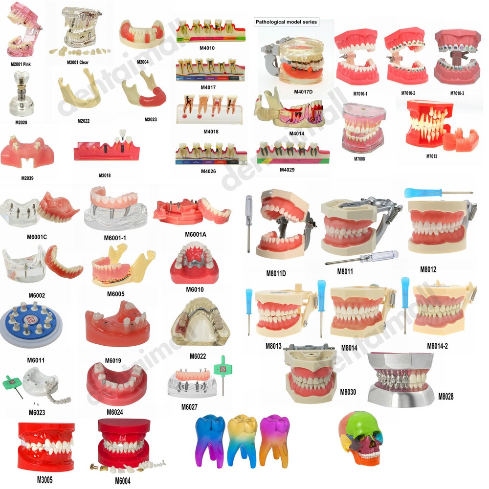 Dental Multi Typodont Teeth Model for Implant Pathological Restoration Practice