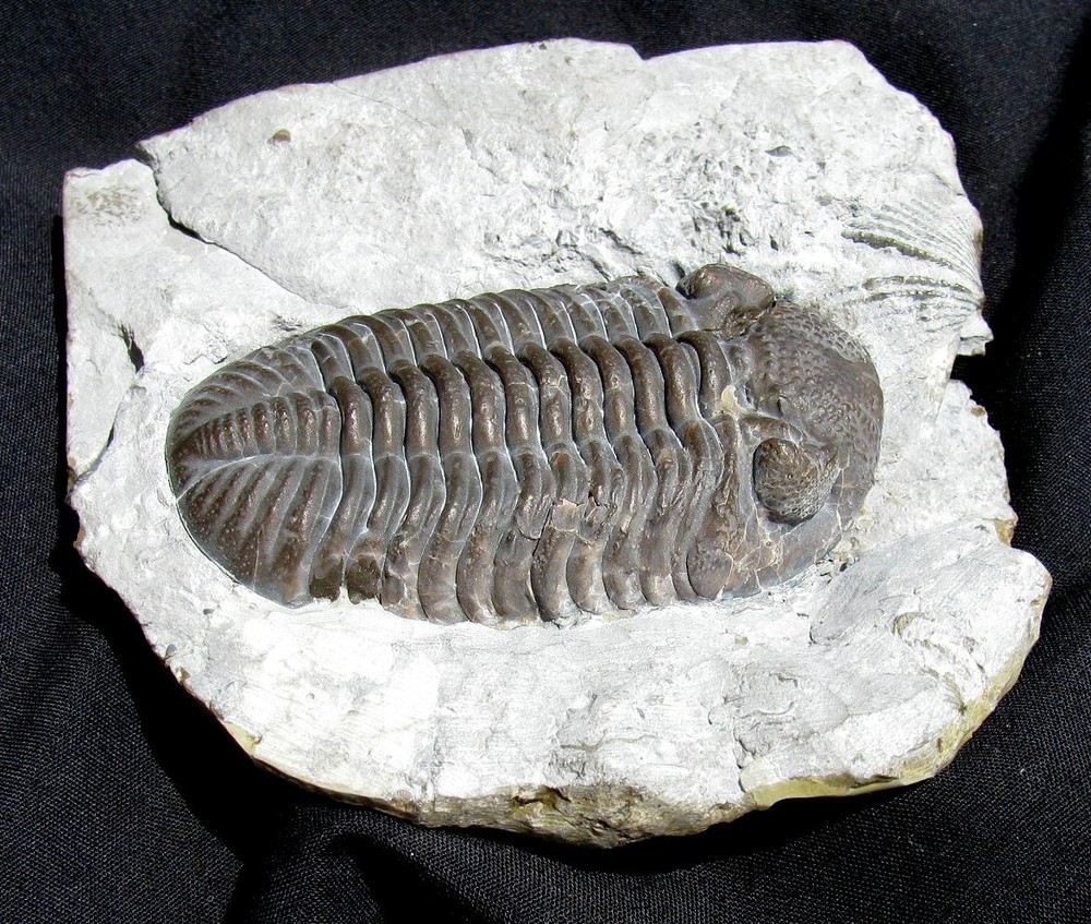 VERY LARGE PRONE ELDREDGEOPS CRASSI TRILOBITE FROM SYLVANIA, OHIO - IMPRESSIVE!