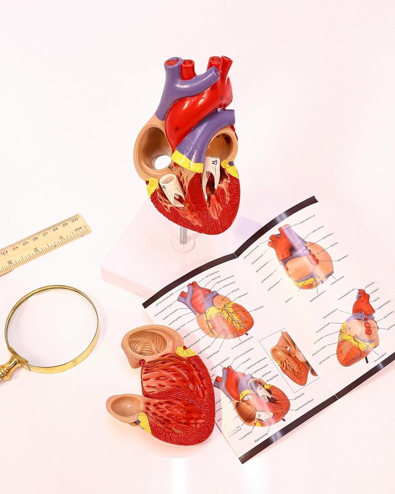 Lifelike Human Heart Model - Educational Kit