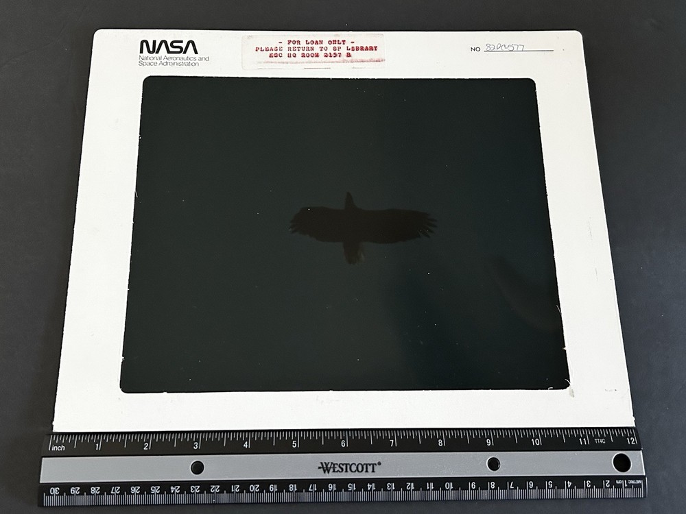 1982 NASA KSC Nature Bald Eagle in Flight Presentation Transparency-577
