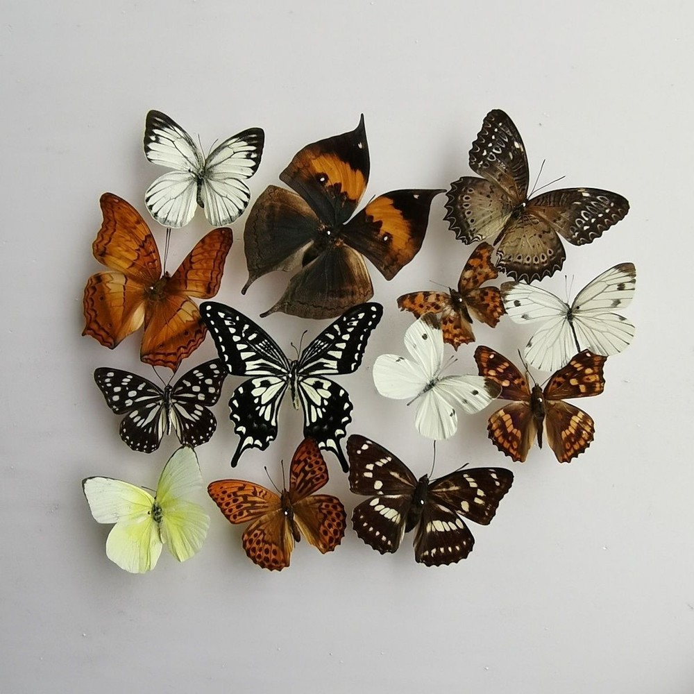 13 Assorted Unique Butterfly Specimens 3-10cm Wingspan Spread Wing