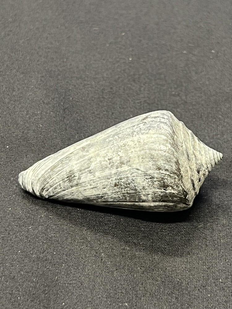 RARE Fossilized CONE Shell From Central Florida - Pliocene Era.