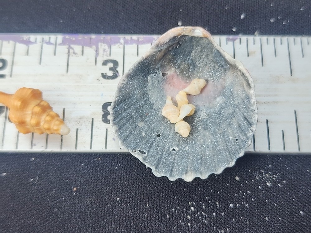 Natural Horse Conch + Egg Casing Sac Protoconch Shell Seashell Florida Specemin