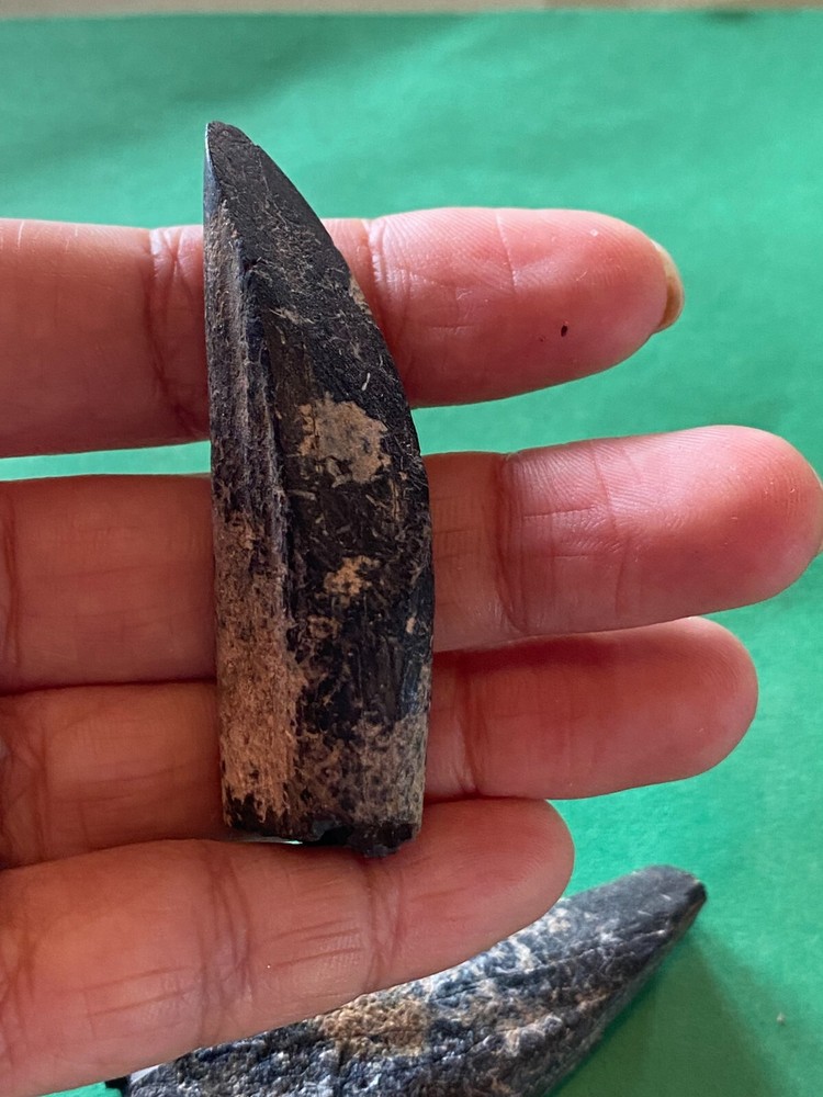 Paramylodon harlani ? ground sloth teeth from Pleistocene Florida