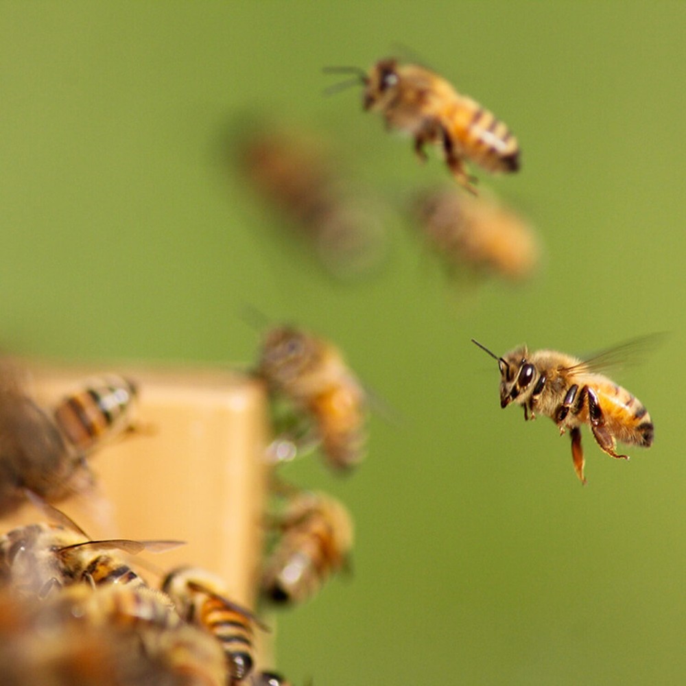 Beekeeping Debris Board Insert for 8-Frame Honey Beehive Screen Base, Amish Made