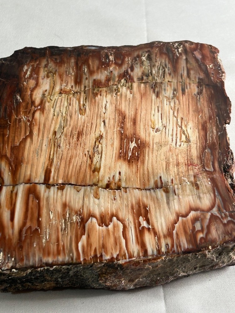 2.5 million year-old petrified pine
