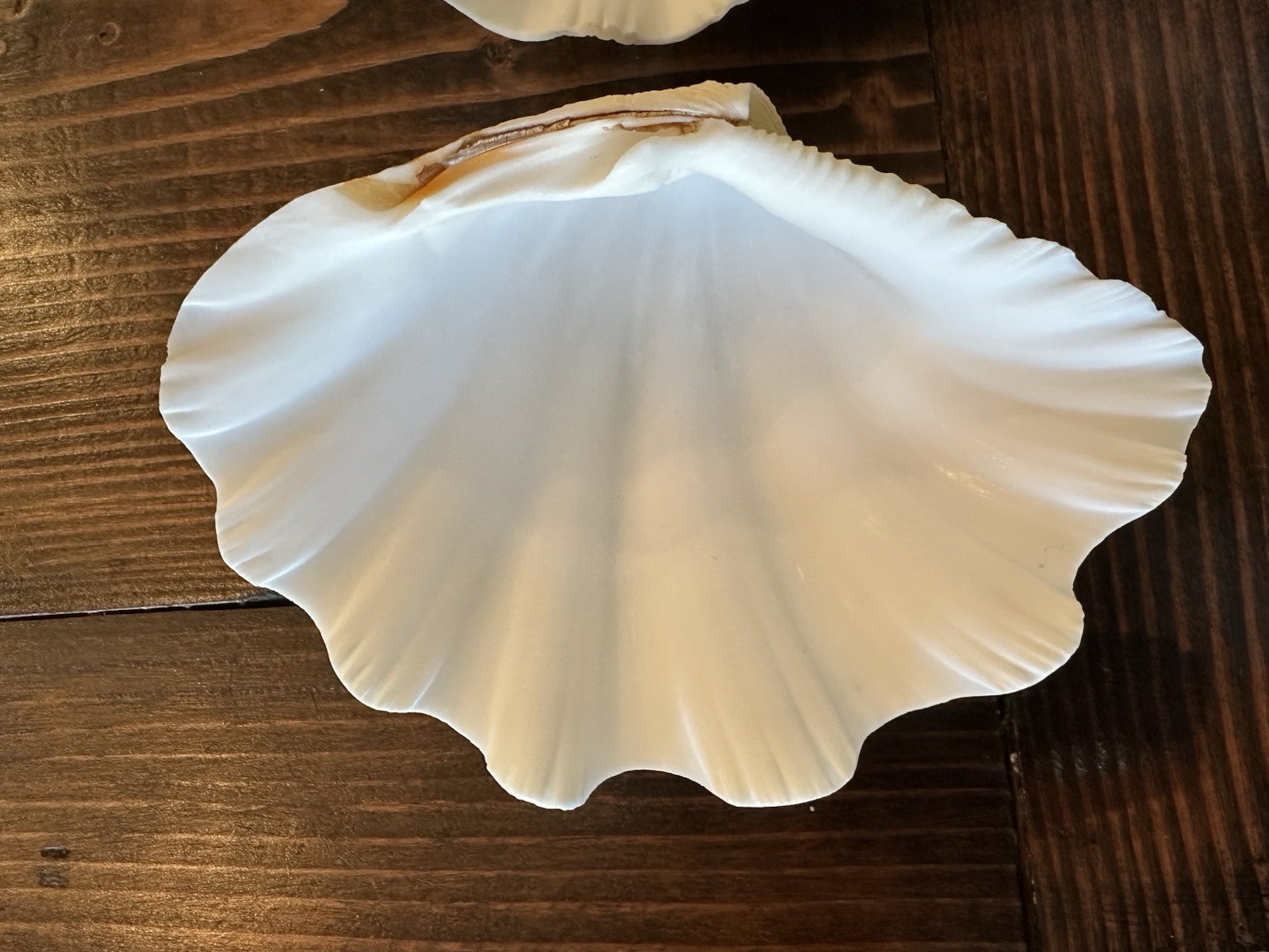 Set Of 6 TRIDACNA GIGAS(?) Clam Sea Shells Half 6” x 4” BEAR PAW Nautical Ocean