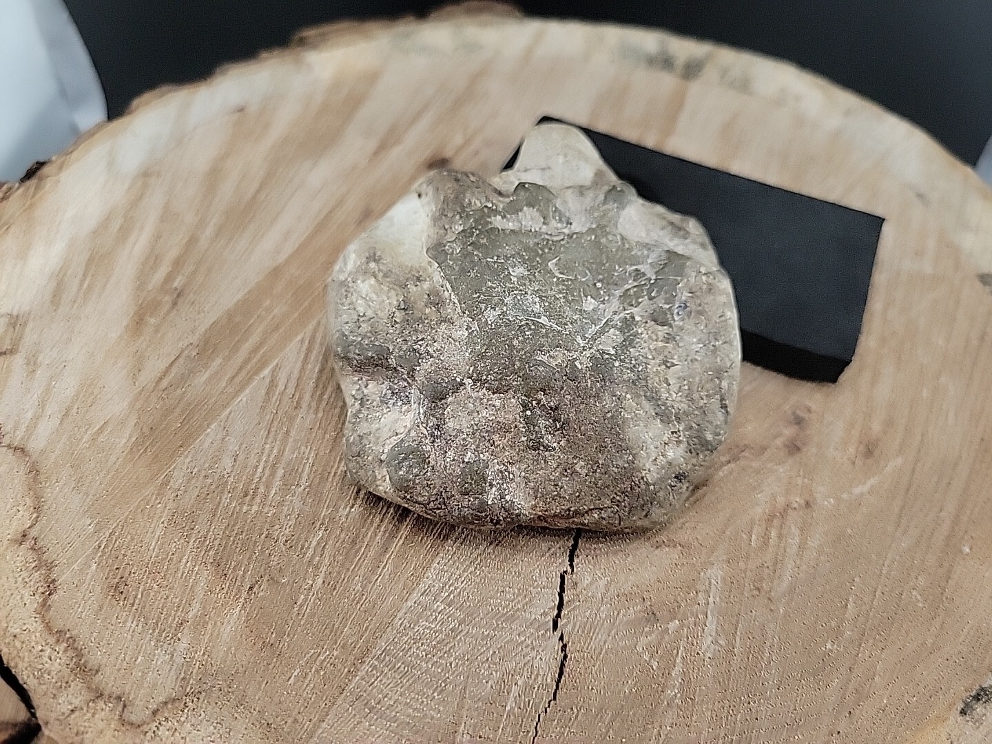 Horseshoe Crab Fossil In Stone Matrix