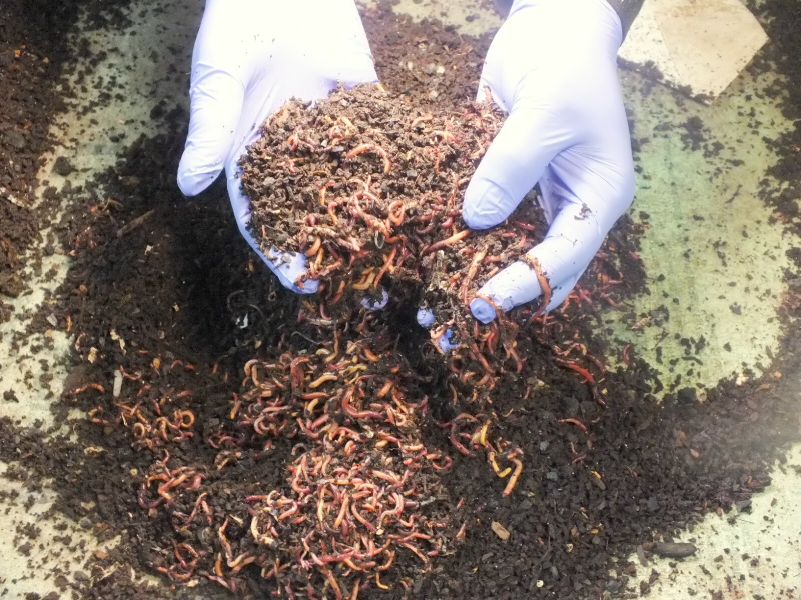 Worm Food Chow for Red Wiggler, Night crawler powder food "NEW ERA Gardener"