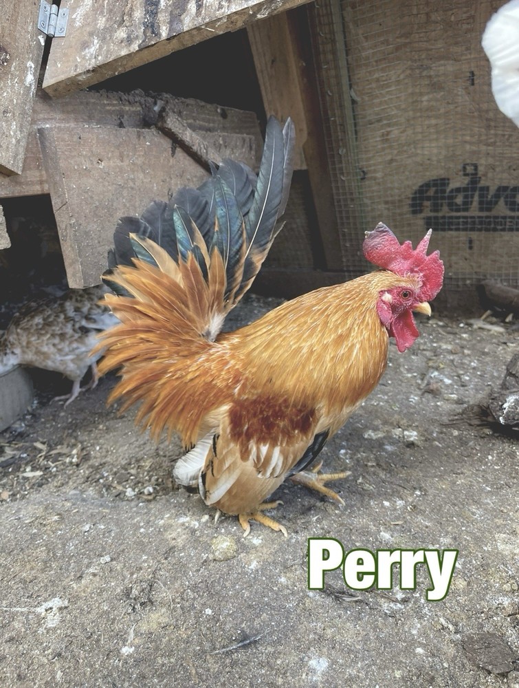 Serama Hatching Eggs 12+ Smooth, Frizzle