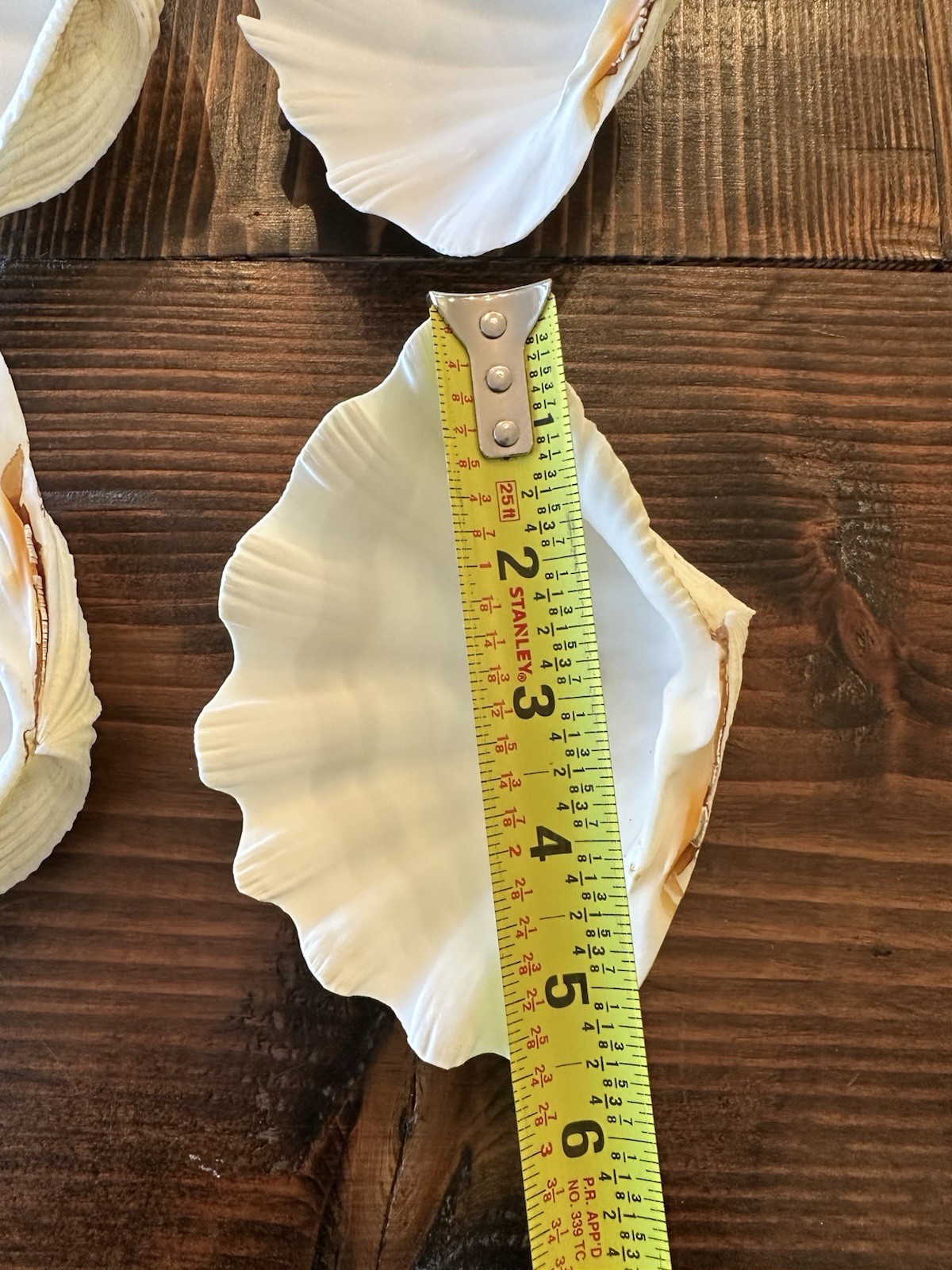 Set Of 6 TRIDACNA GIGAS(?) Clam Sea Shells Half 6” x 4” BEAR PAW Nautical Ocean