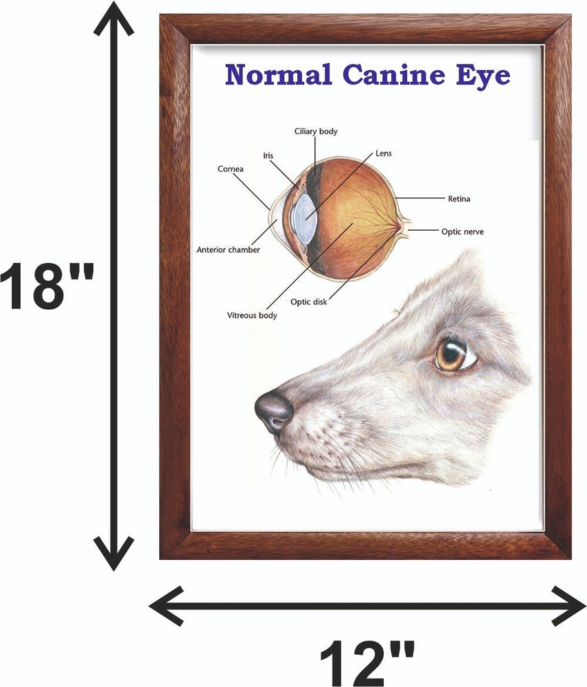 Normal Canine Eye Chart 12x18 inches