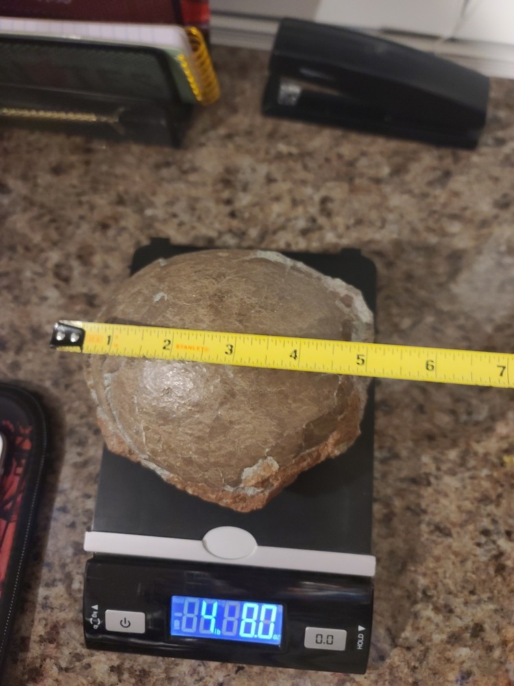 Authentic Hadrosaur Dinosaur Egg