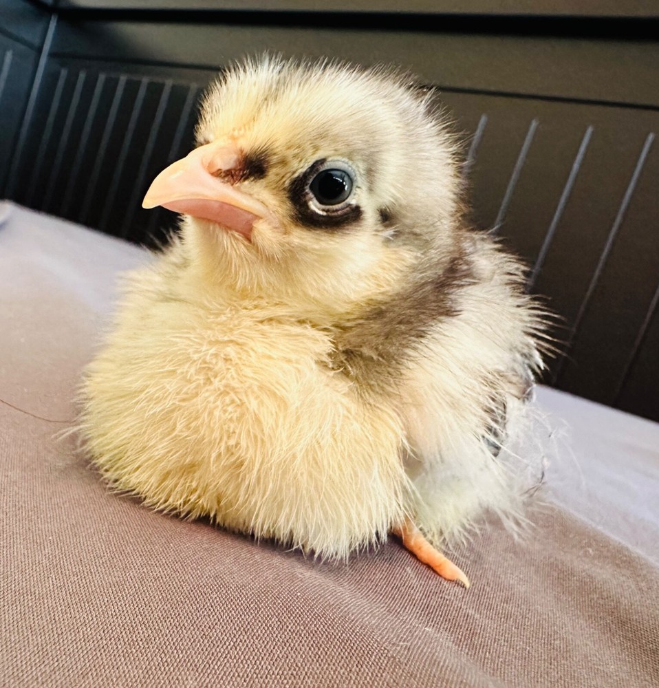 12 Rainbow chicken hatching eggs| Healthy Flock