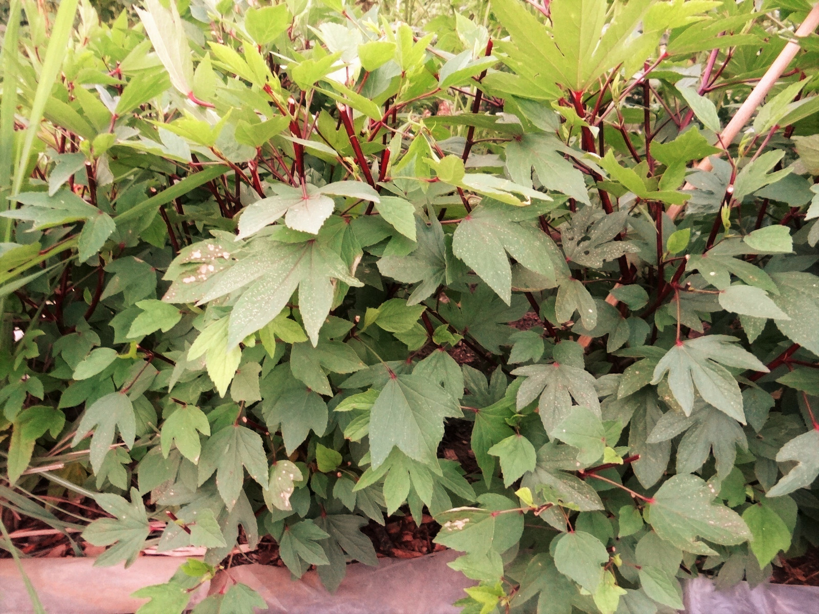 Red Hibiscus Roselle Seeds | Sabdariffa Sour Leaf Sorrel Chin Baung Jamaican