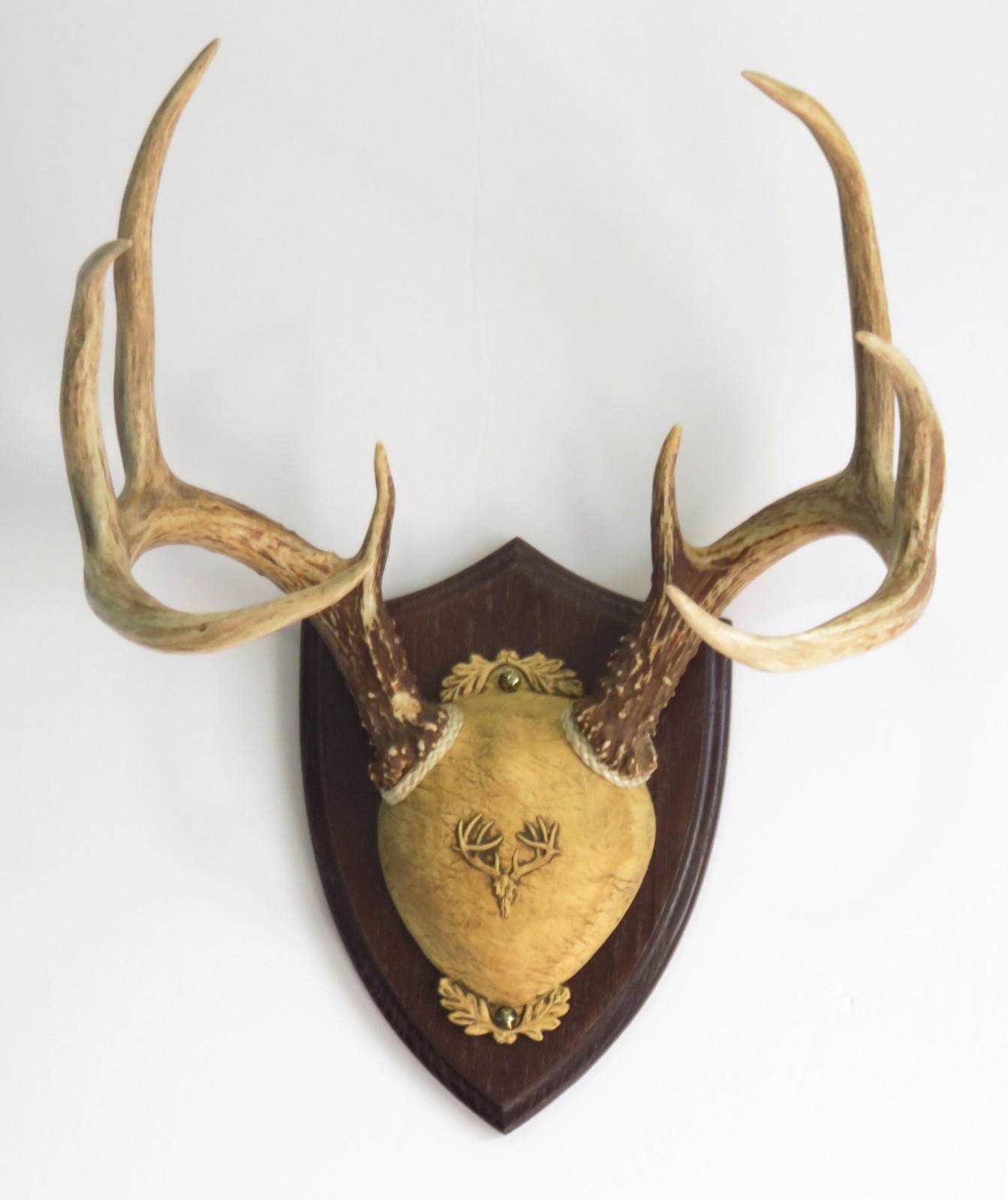 Dark Oak Ultimate Antler Mounting Kit for Deer - The Taxidermists' Woodshop