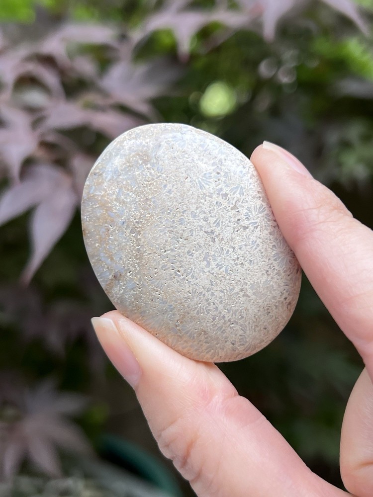 Fossilized Coral Crystal Palmstone AAA+ 38