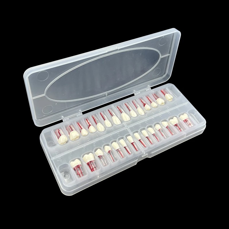 Endodontic Teeth Model Dental Practice Training Root Canal Model RCT Endo Teeth
