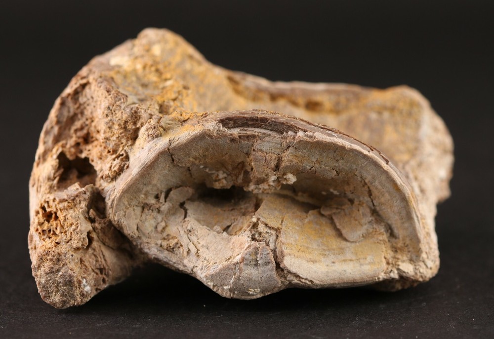 Fossil Fish Xiphactinus Large Vertebra Certaceous Kansas COA #3314