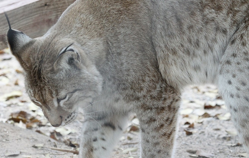 Russian Lynx Taxidermy Reference Photo Cd