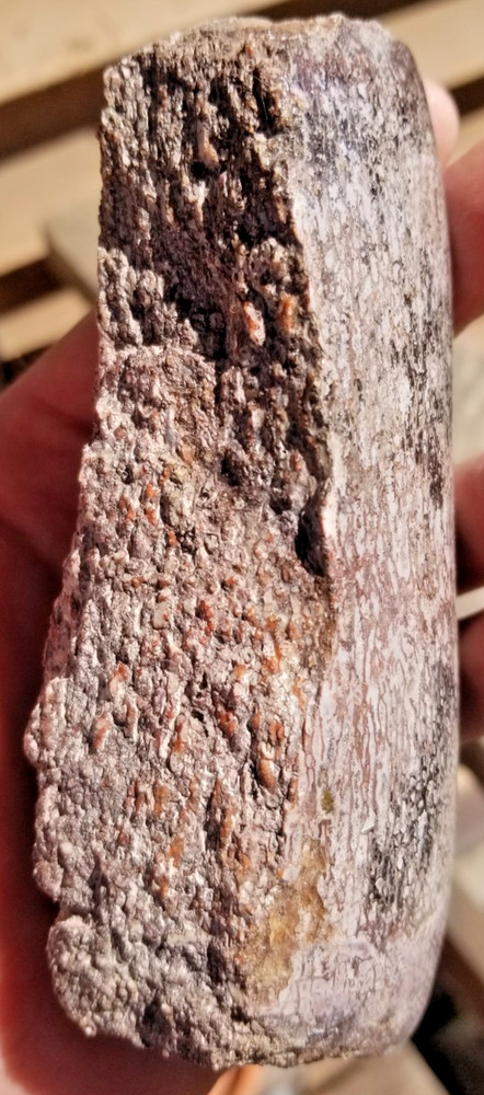 Agatized Dinosaur Gem Bone Natural Multicolor Cell Polished 543g Specimen Displa
