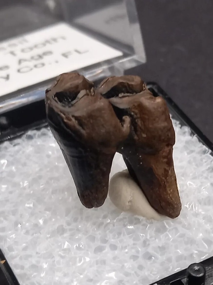 Deer Tooth Ice Age Fossil Florida