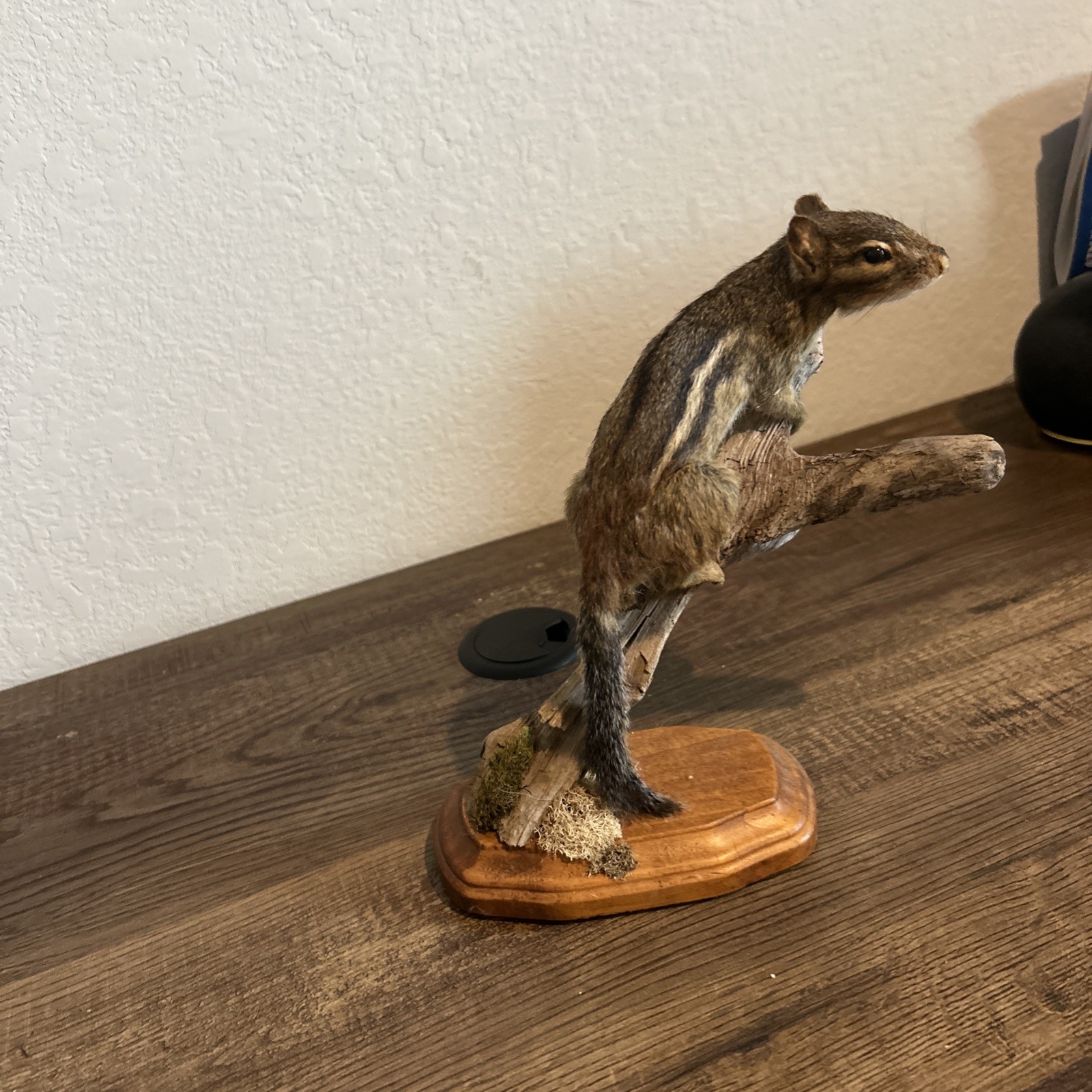 Chipmunk On Base ~ Taxidermy