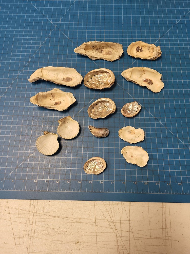 Oyster Shells Abalone Shells Scallop Seashells Craft Supply Beach Decor Lot Bulk