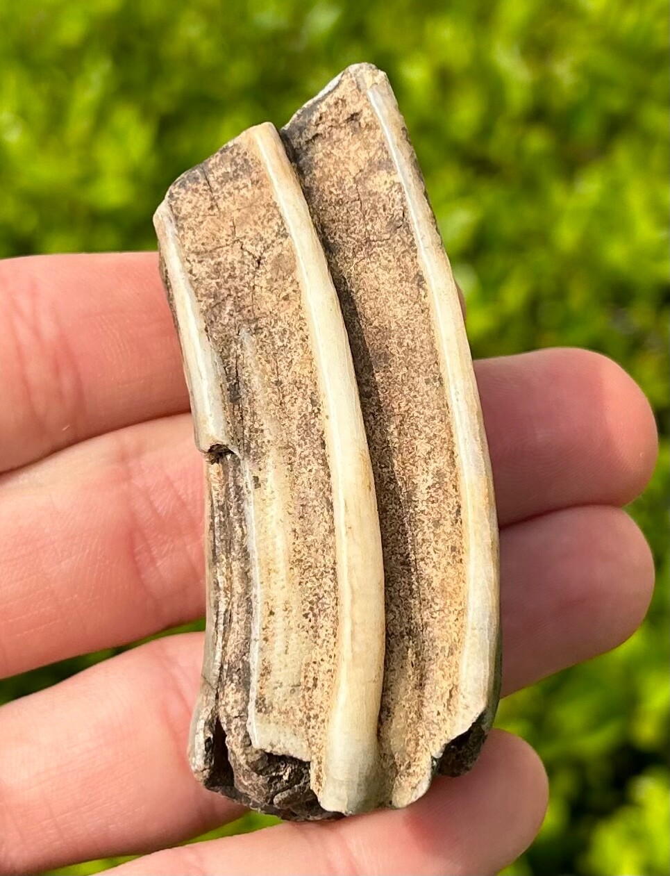 Texas Fossil Horse Tooth Equus Rare Location Pleistocene Ice Age Mammal