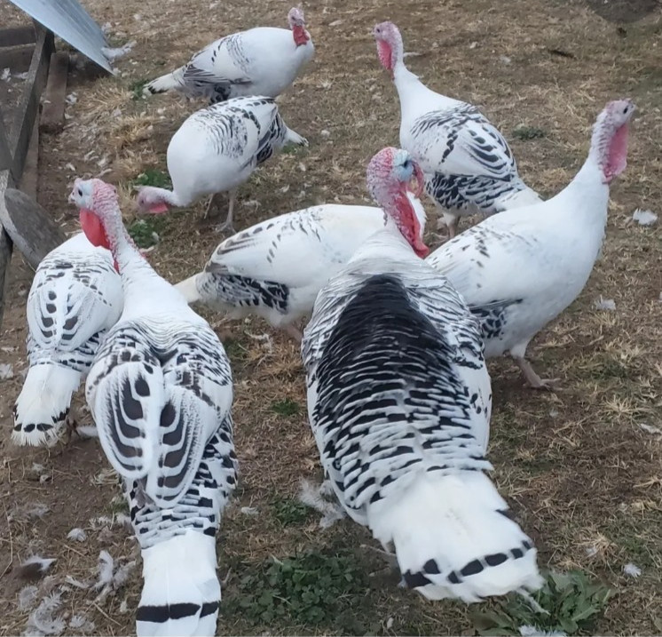 12 Royal Palm Turkey Hatching Eggs
