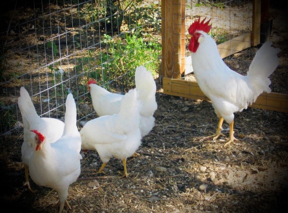 12 White Leghorn Hatching Eggs