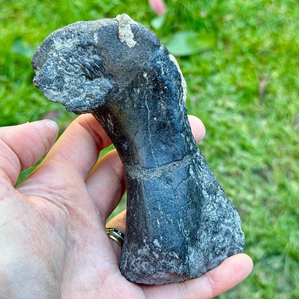 Authentic sauropod dinosaur bone fossil – jurassic morrison formation –