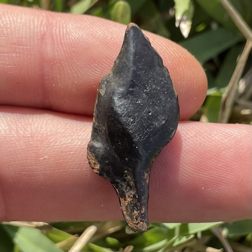 Huge Fossilized Gar Scale 1.3”