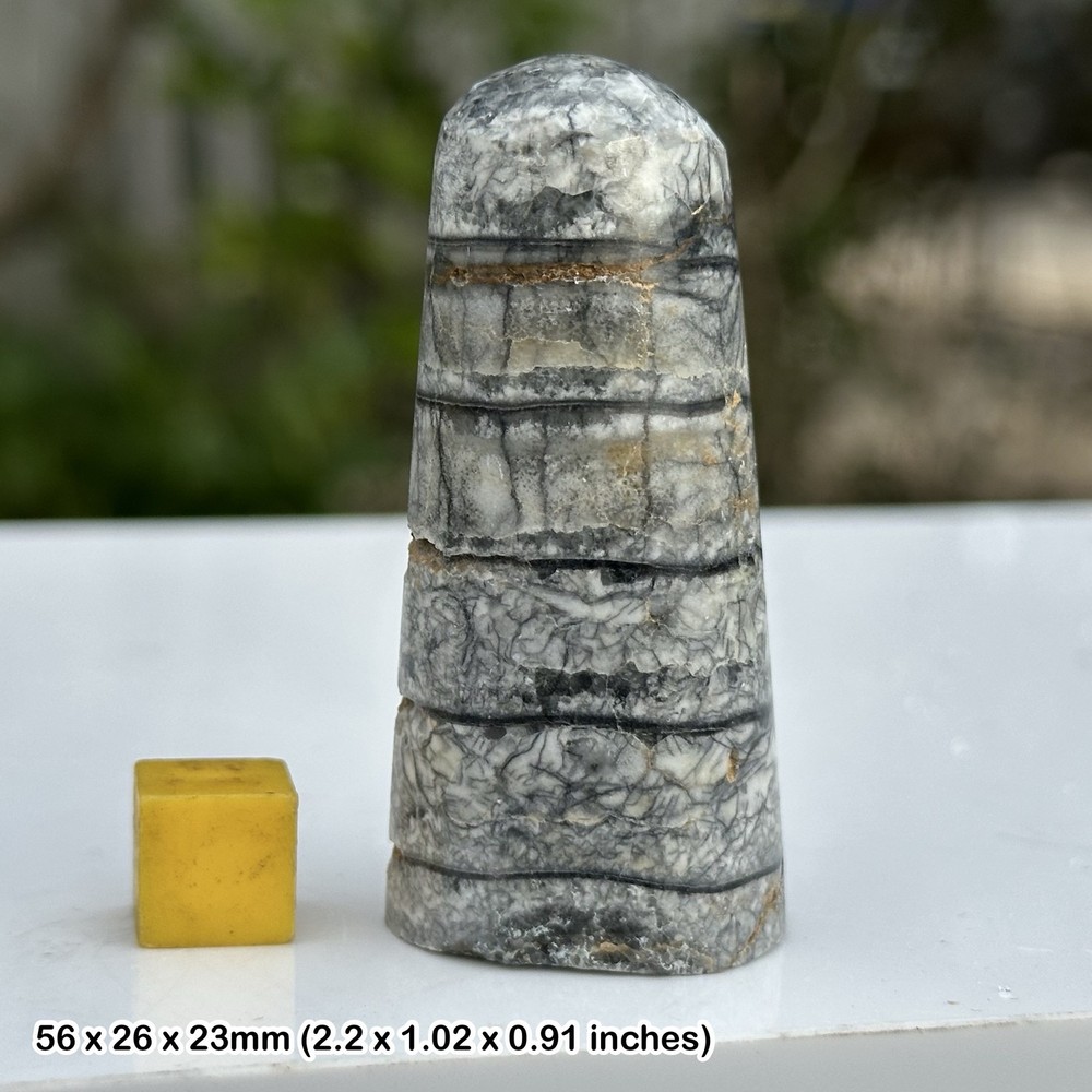 Fossil polished orthoceras cone (sea creature), devonian, morocco