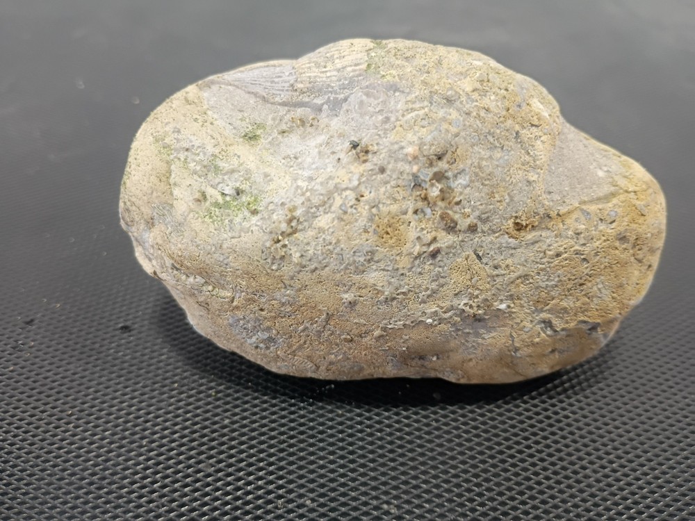 Fossil specimen containing multiple marine invertebrates