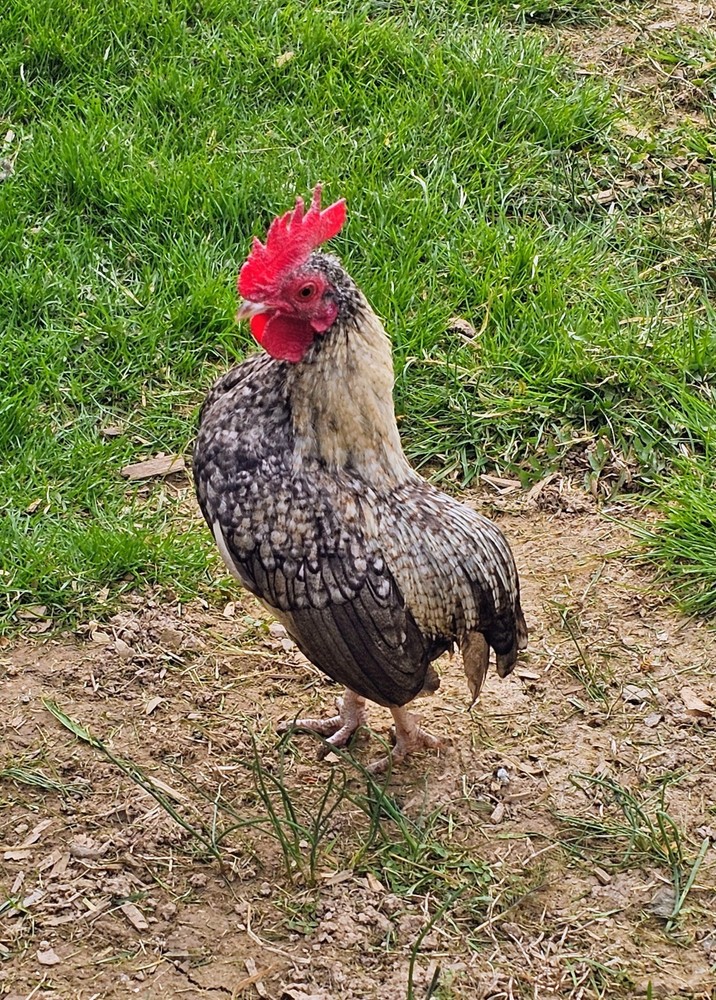 Kikiriki/Serama Mixed Hatching Eggs 12++