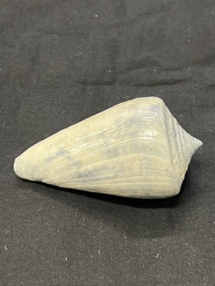 RARE Fossilized CONE Shell From Central Florida, Pliocene Era.